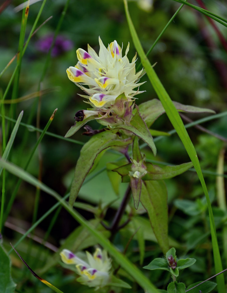 Image of Melampyrum chlorostachyum specimen.