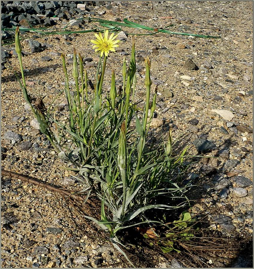 Image of Tragopogon pratensis specimen.