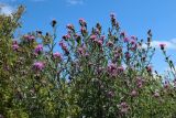 Centaurea jacea