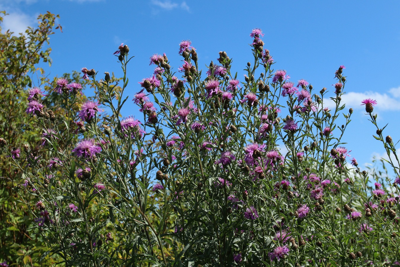 Изображение особи Centaurea jacea.