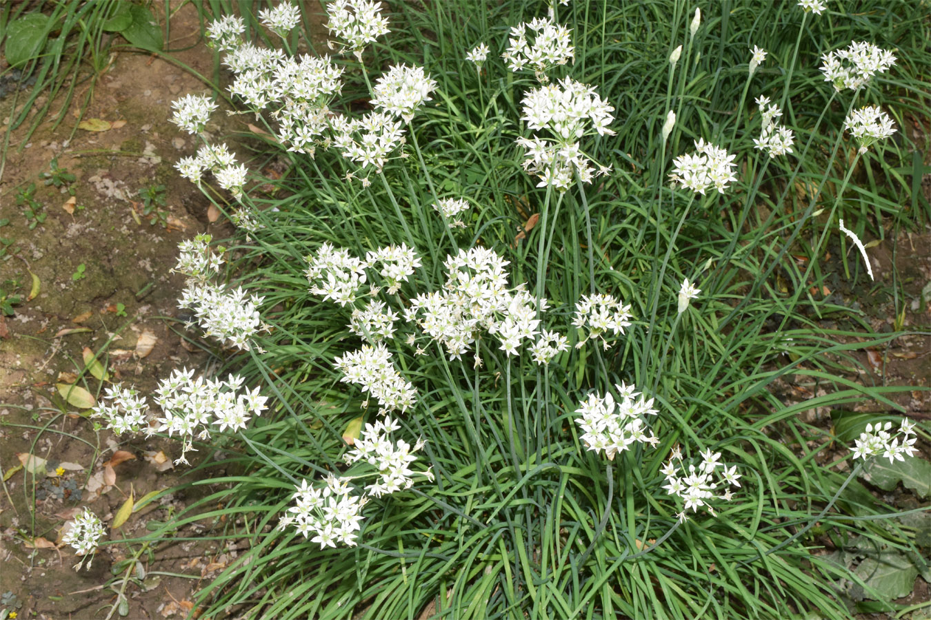 Изображение особи Allium ramosum.