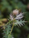 Cirsium obvallatum