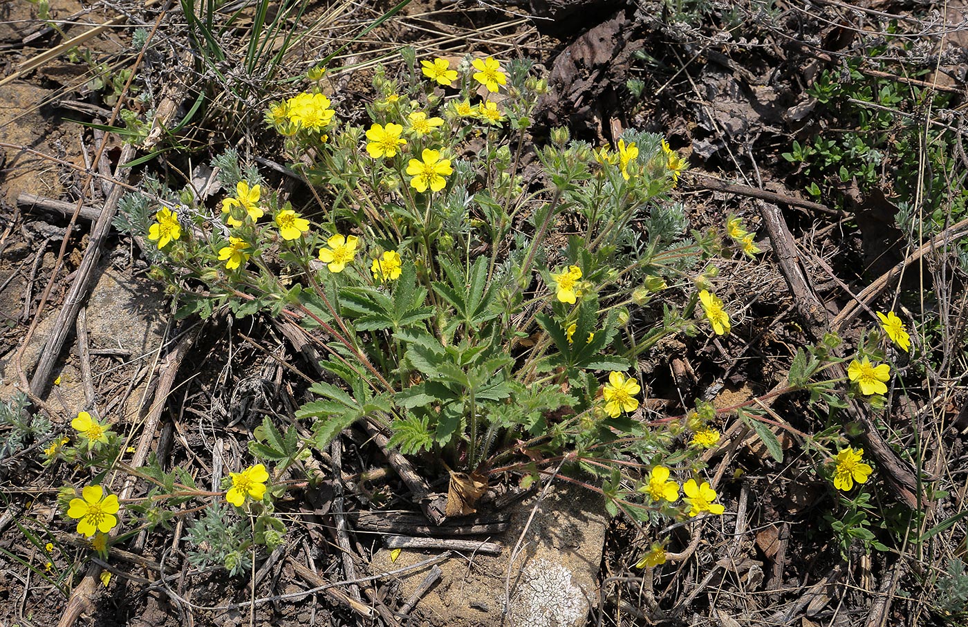 Image of Potentilla humifusa specimen.