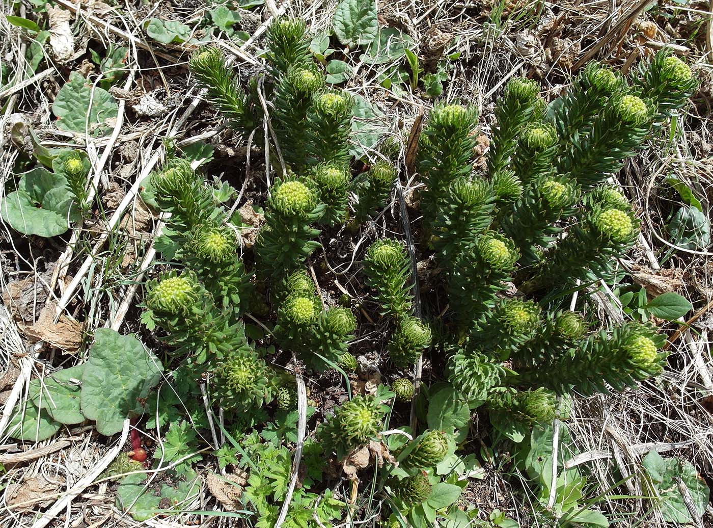 Image of Rhodiola litwinowii specimen.