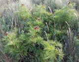 Paeonia tenuifolia