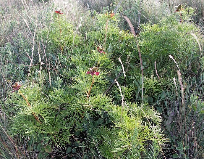 Image of Paeonia tenuifolia specimen.