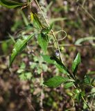 Ampelopsis japonica
