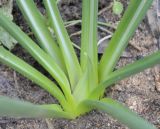 Ornithogalum wiedemannii