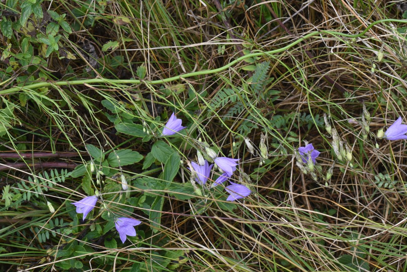 Изображение особи Campanula rotundifolia.