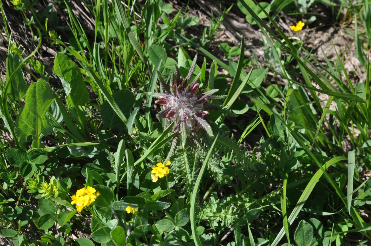 Изображение особи Pedicularis wilhelmsiana.