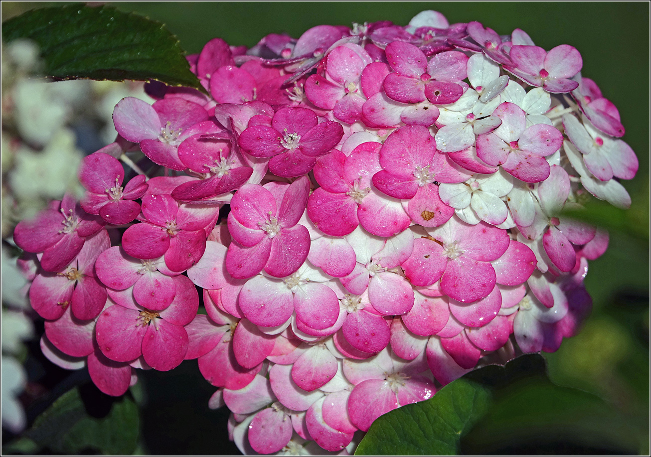 Image of Hydrangea paniculata specimen.