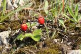 Fragaria vesca