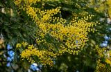 Acacia dealbata