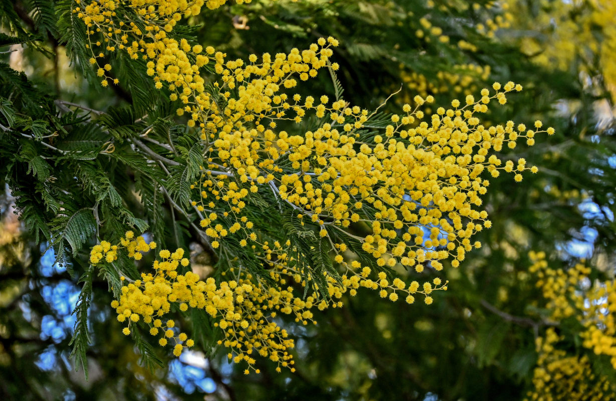 Изображение особи Acacia dealbata.
