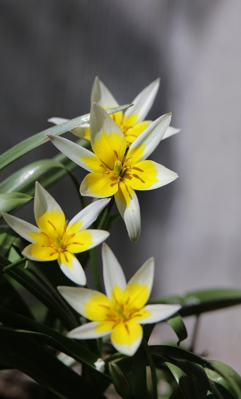 Image of Tulipa tarda specimen.