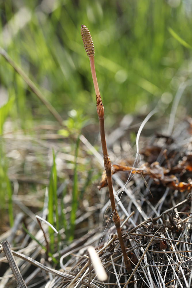 Image of Equisetum pratense specimen.