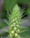 Verbascum spectabile. Верхушка соцветия с формирующимися бутонами. Краснодарский край, Крымский р-н, окр. ст-цы Неберджаевская, гора Долгая, ≈ 300 м н.у.м., обочина горно-лесной дороги. 14.05.2025.