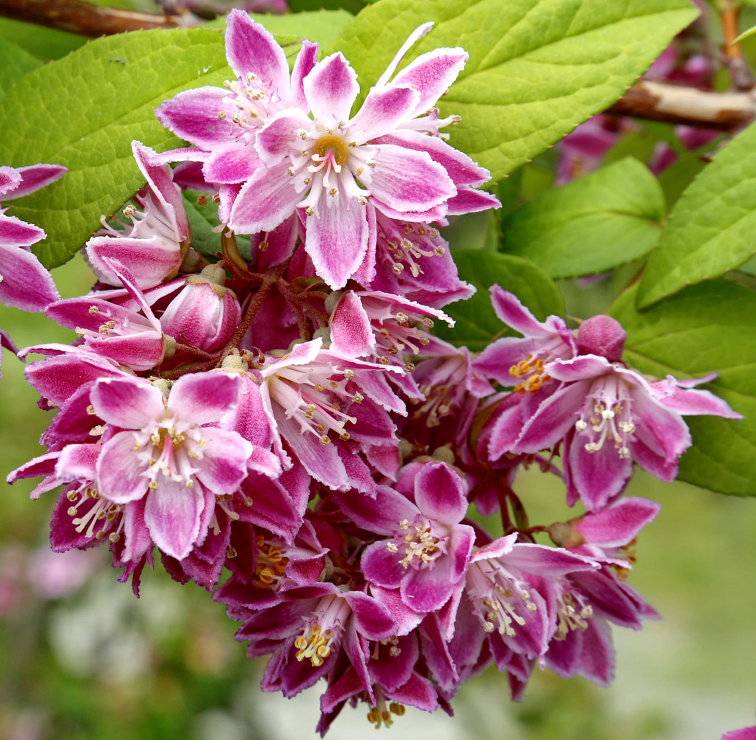 Image of Deutzia × hybrida specimen.