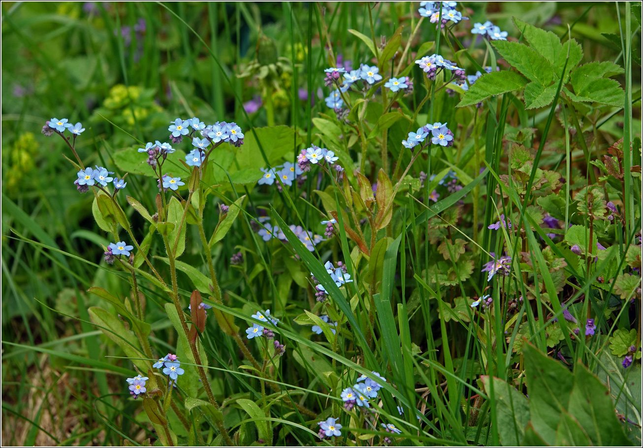 Image of Myosotis sylvatica specimen.