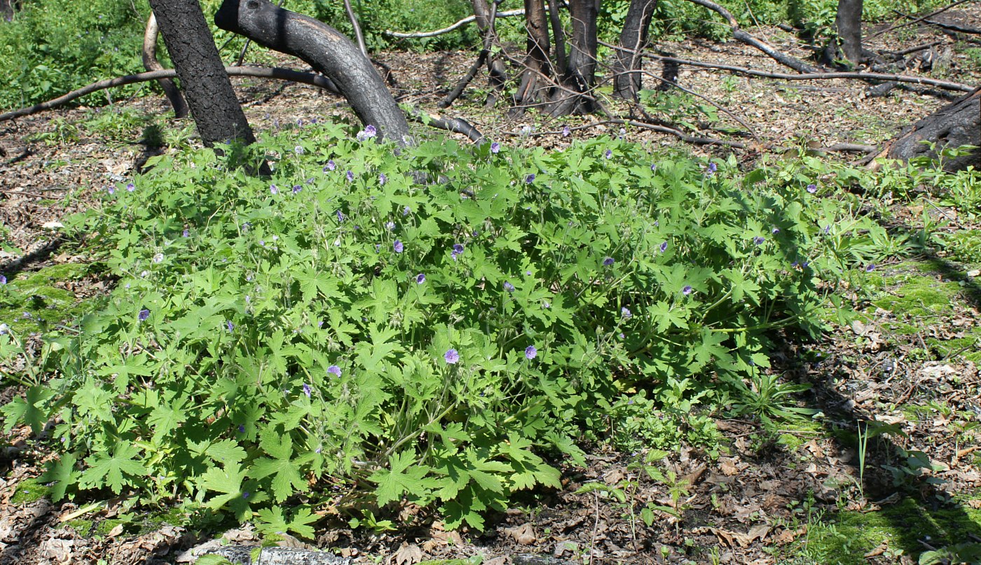 Image of Geranium bohemicum specimen.
