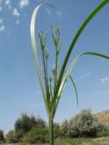 Cyperus longus. Верхушка побега с развивающимся соцветием. Казахстан, Жамбылская обл., Жамбылский р-н; южное подножье бархана Кумтиын, правый берег р. Аса. 22 июня 2025 г.