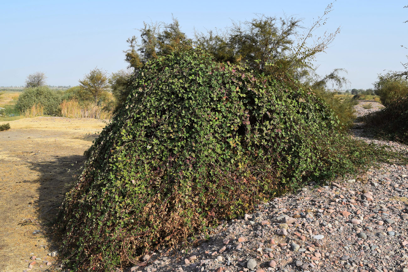 Image of Rubus sanctus specimen.