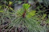 Pinus tabuliformis