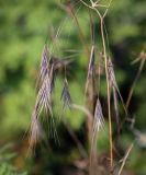 Anisantha sterilis. Соплодие. Абхазия, окр. г. Новый Афон, Иверская гора, олуговелый каменистый склон. 12.06.2025.