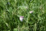 род Vicia