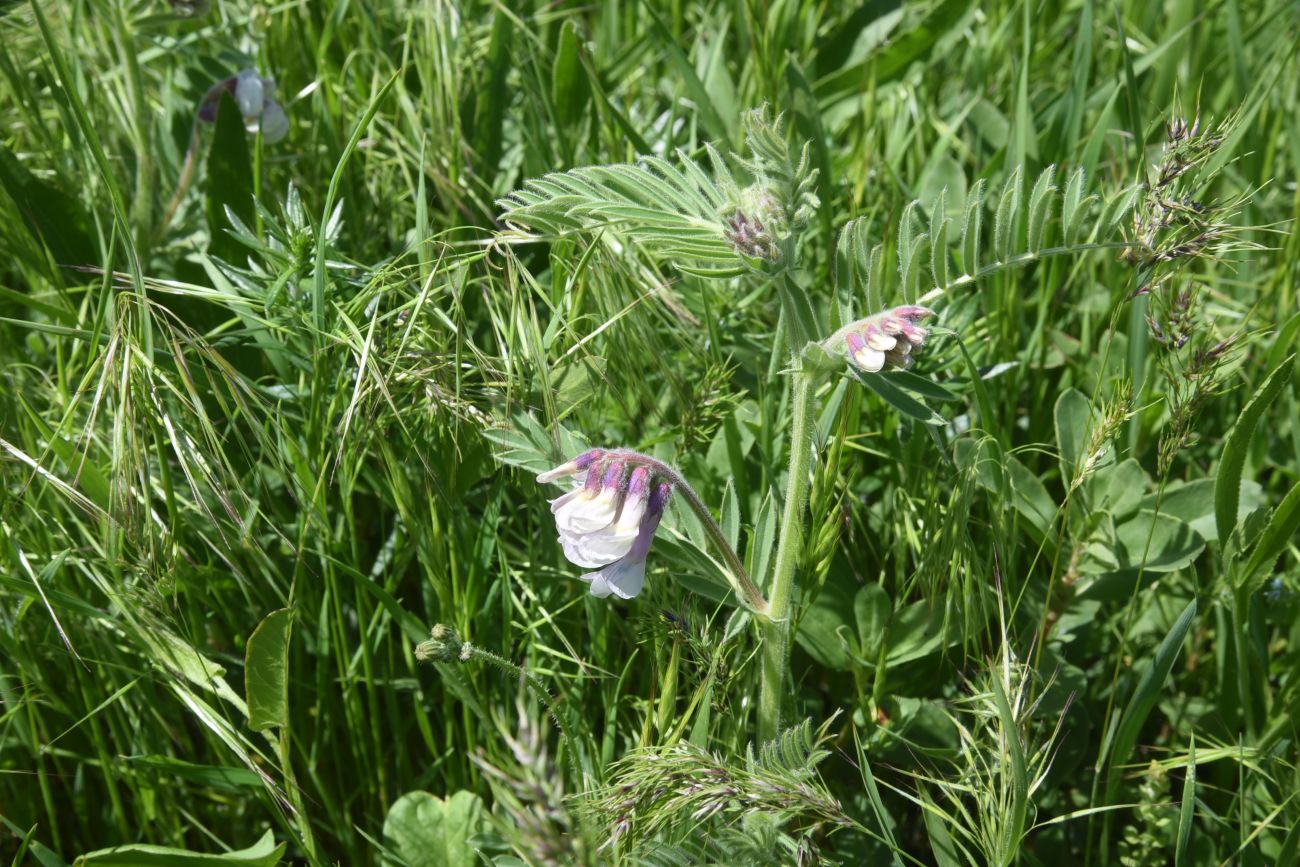 Изображение особи род Vicia.