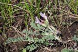 genus Astragalus