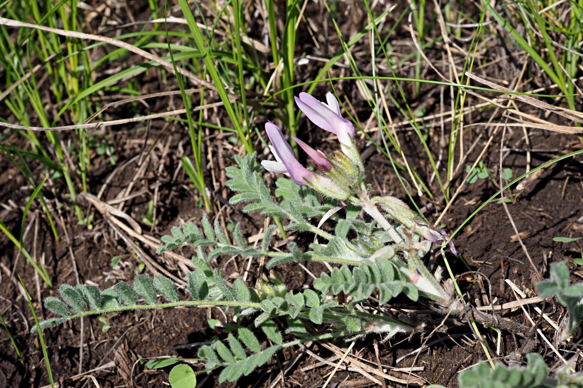 Изображение особи род Astragalus.