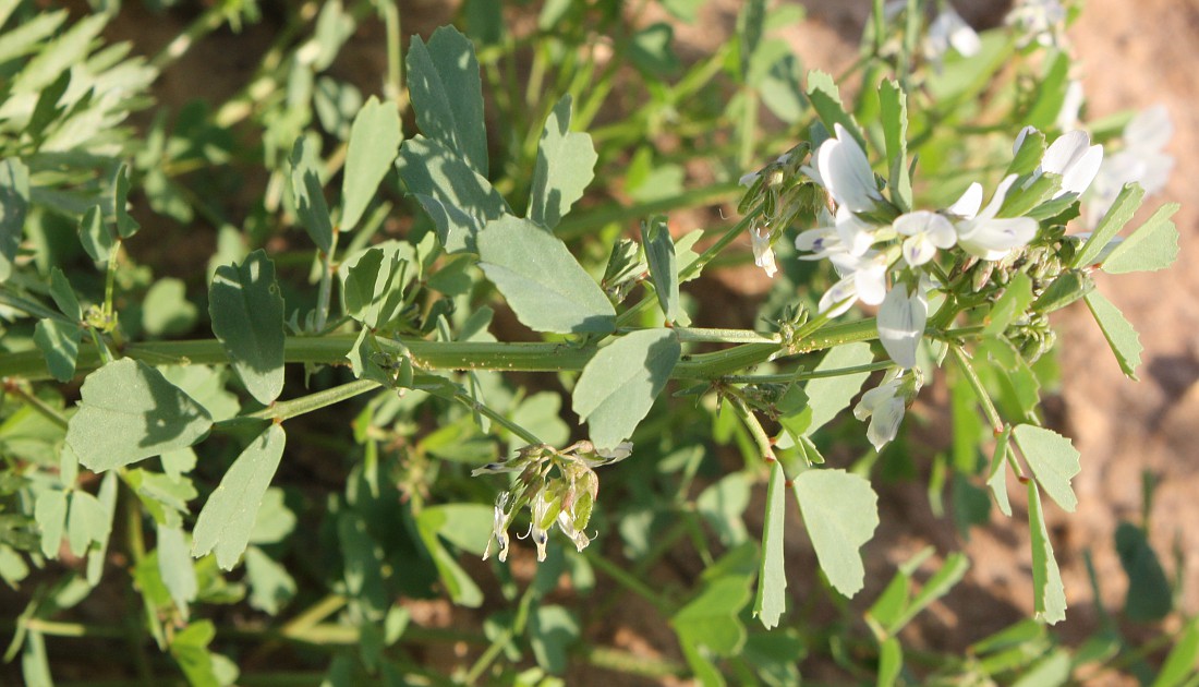 Image of Trigonella arabica specimen.