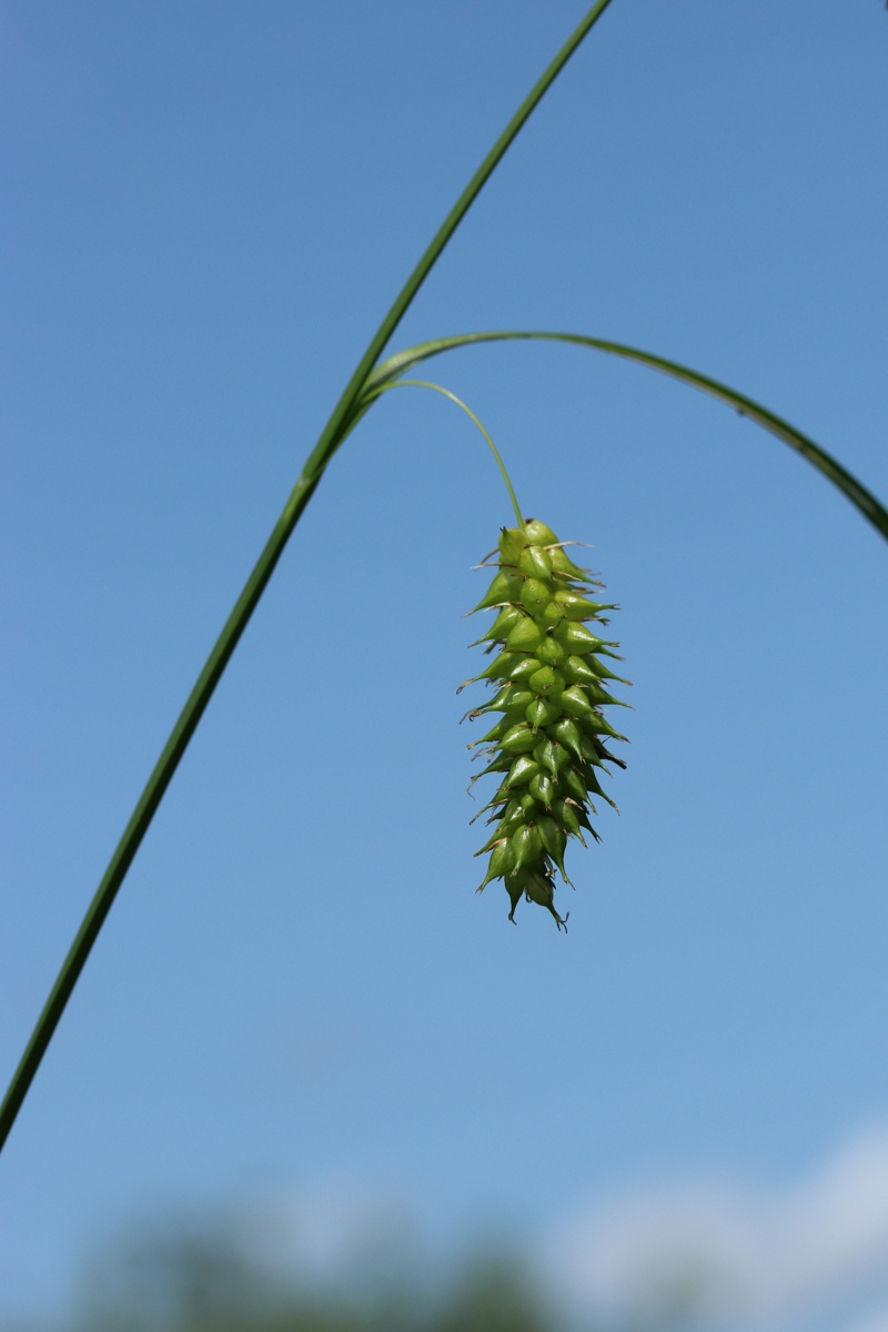 Image of Carex vesicaria specimen.