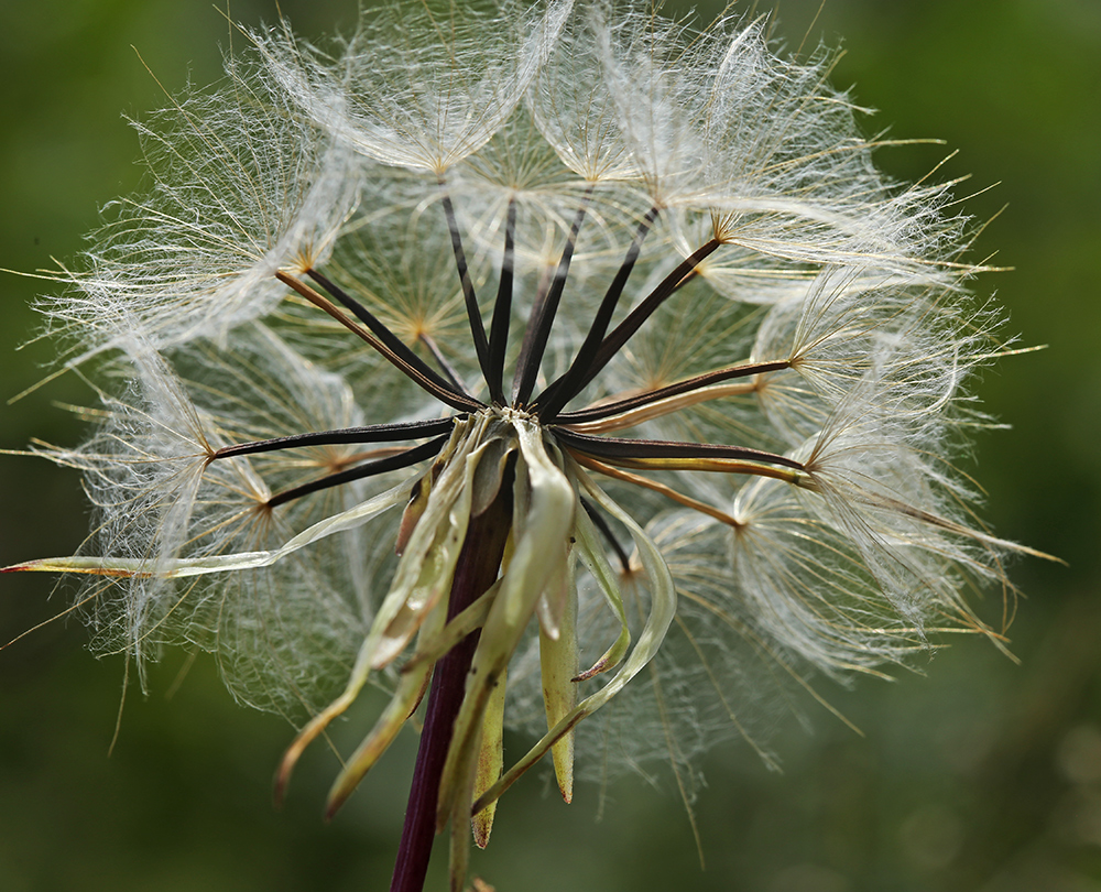 Изображение особи Scorzonera albicaulis.