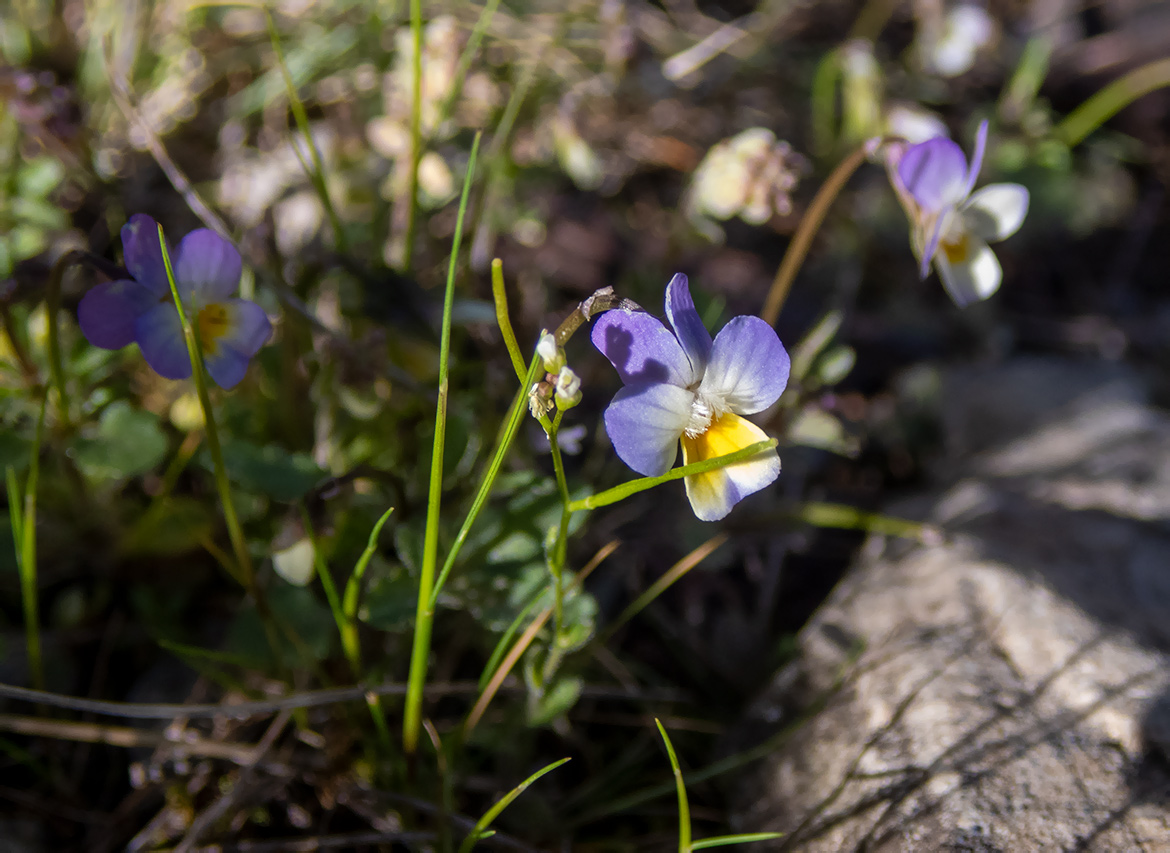 Изображение особи Viola tricolor.