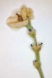 Arthrophytum balchaschense