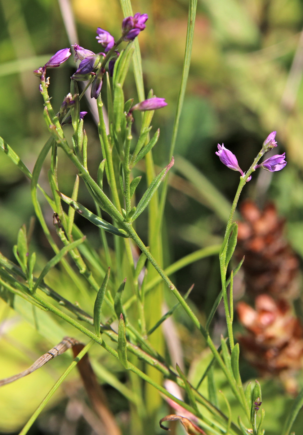 Изображение особи Polygala comosa.