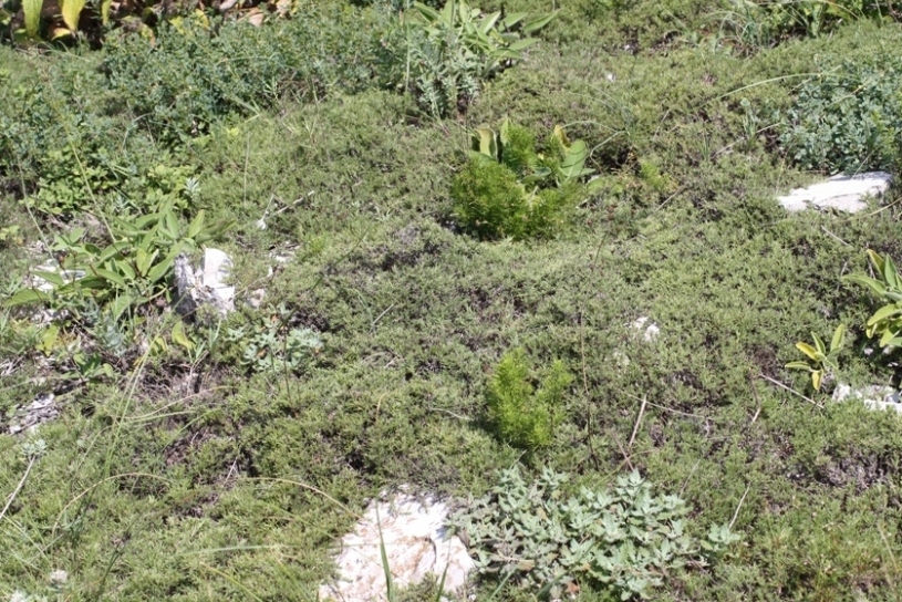 Image of Thymus helendzhicus specimen.