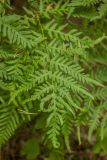 Pteridium pinetorum. Верхушка вайи. Карелия, Прионежский р-н, окр. г. Петрозаводск, хвойный лес. 22.08.2025.