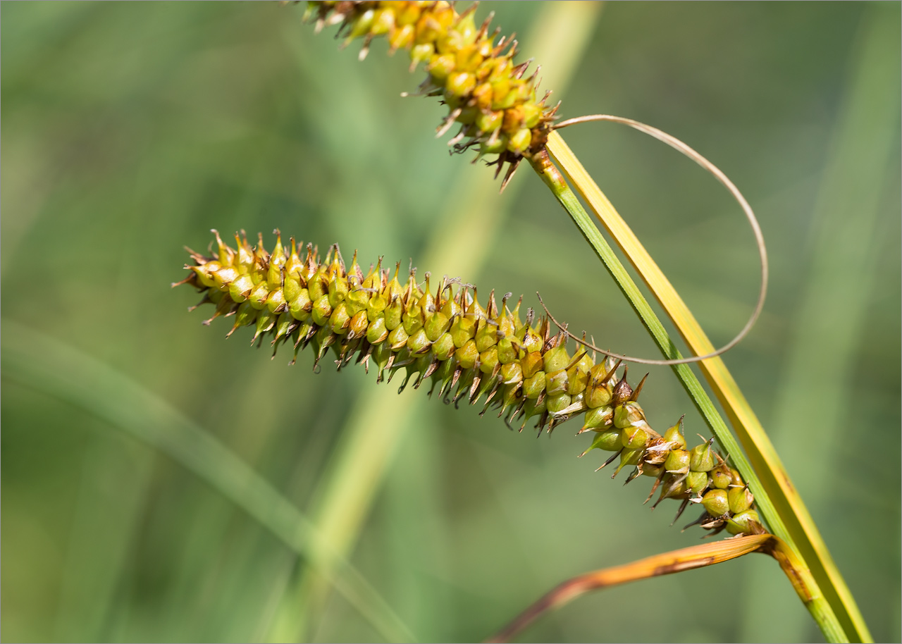 Изображение особи Carex rostrata.