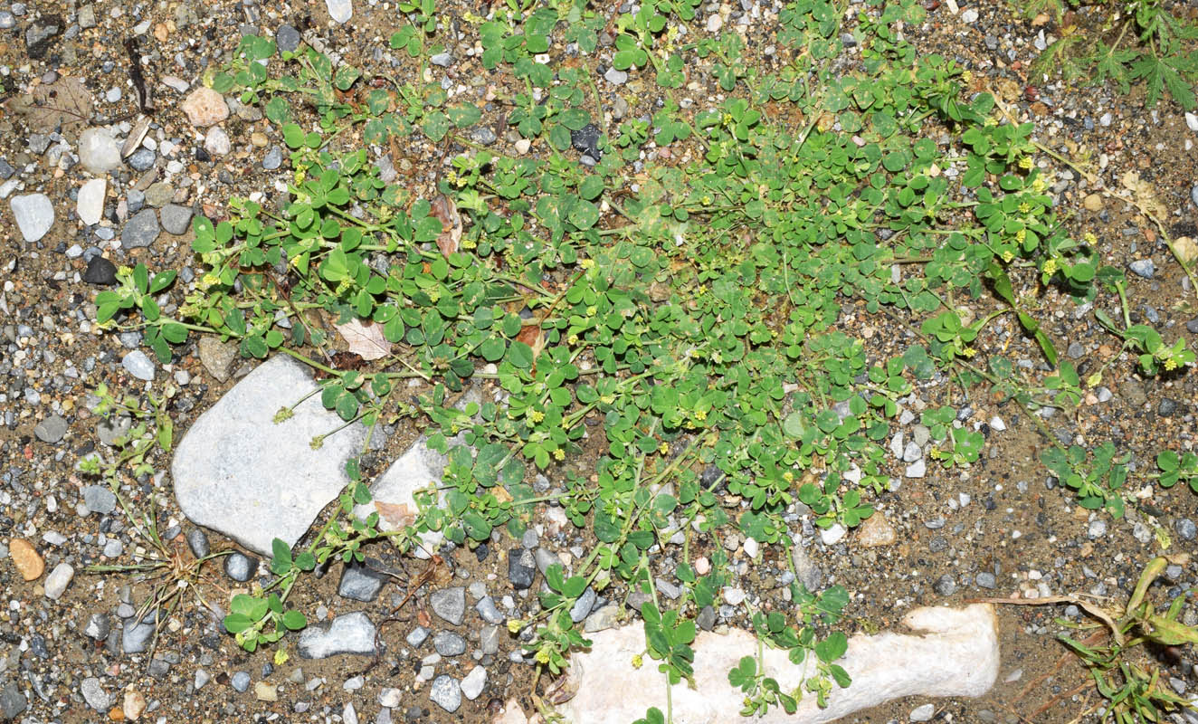 Image of Medicago lupulina specimen.