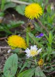 Taraxacum coreanum. Цветущее растение в сообществе с Taraxacum officinale F.H. Wigg. Приморский край, Хасанский р-н, бухта Пемзовая, прибрежные луга. 18.05.2019.