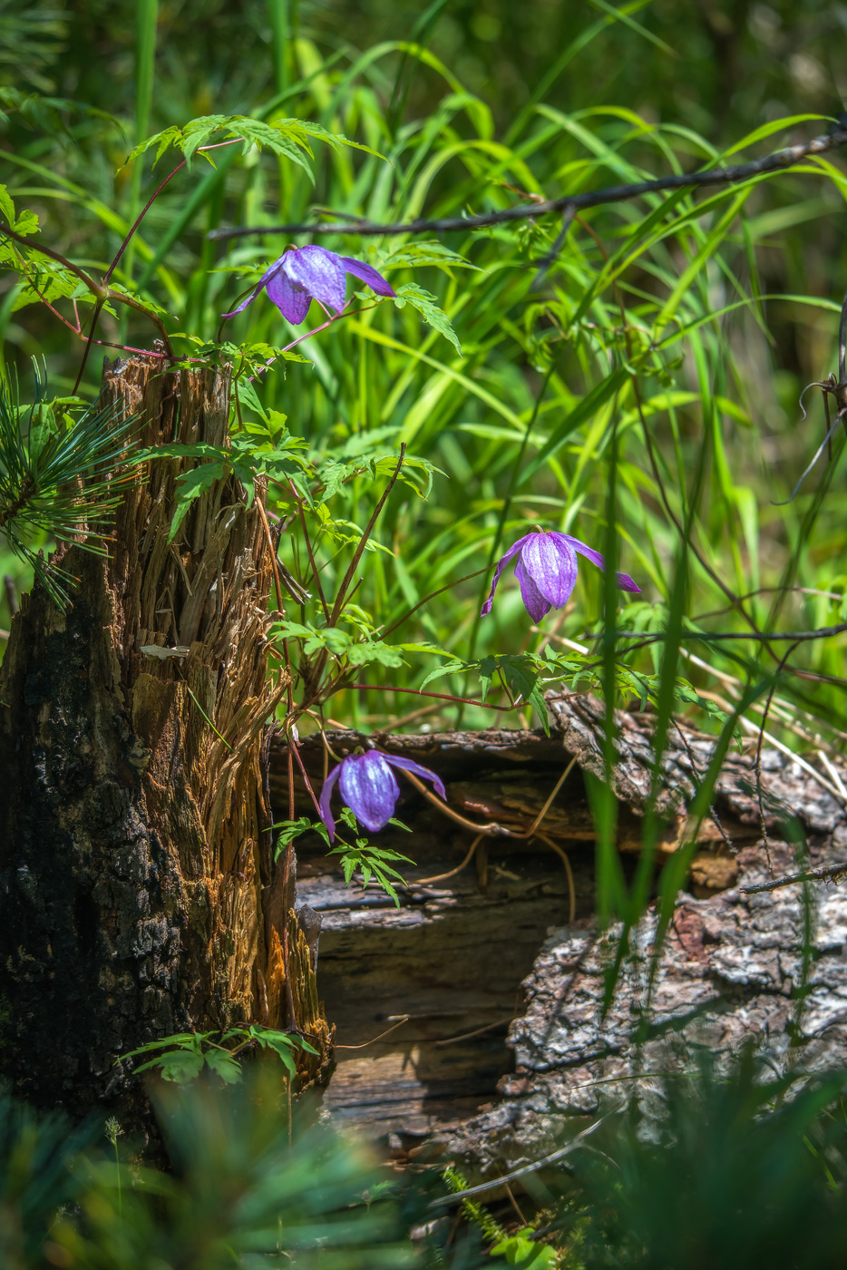 Image of Atragene ochotensis specimen.