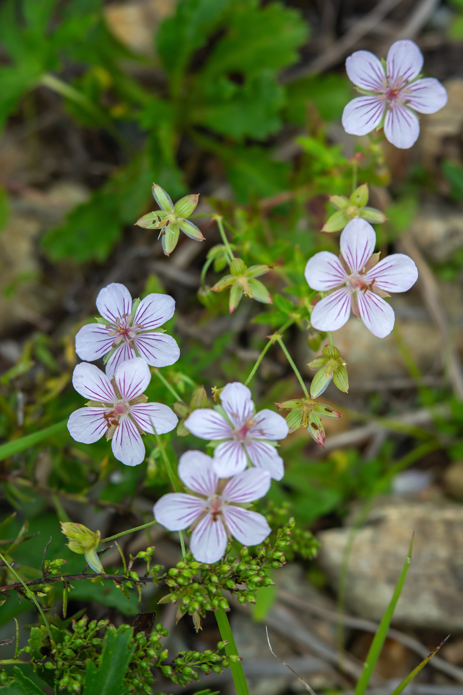 Изображение особи Geranium wilfordii.