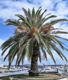 Изображение особи. Автор - Марина Скотникова