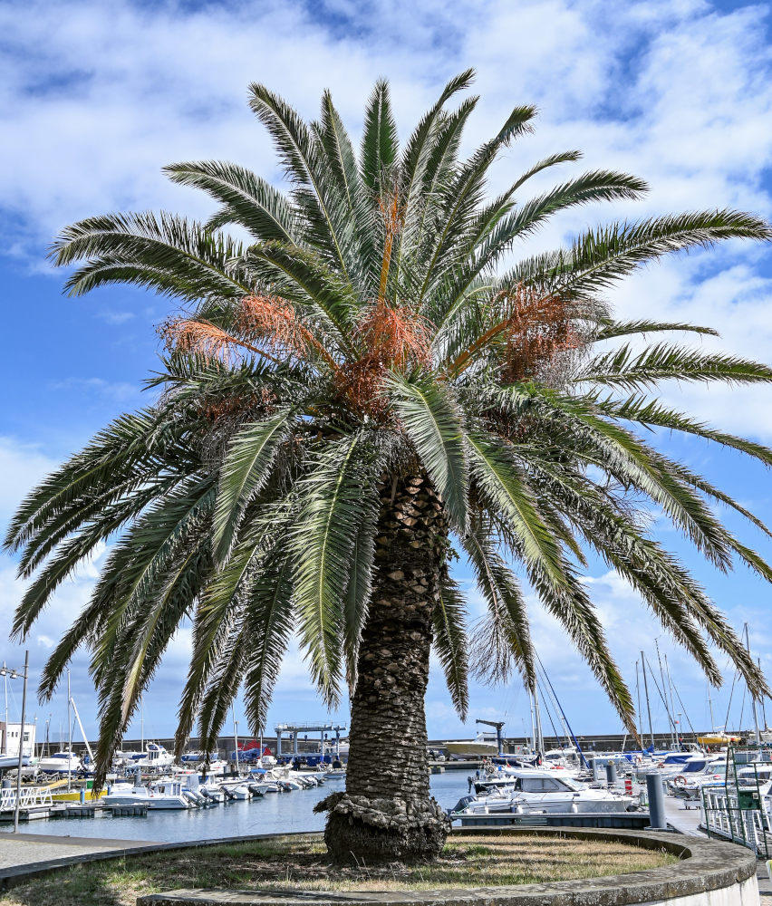 Изображение особи Phoenix canariensis.