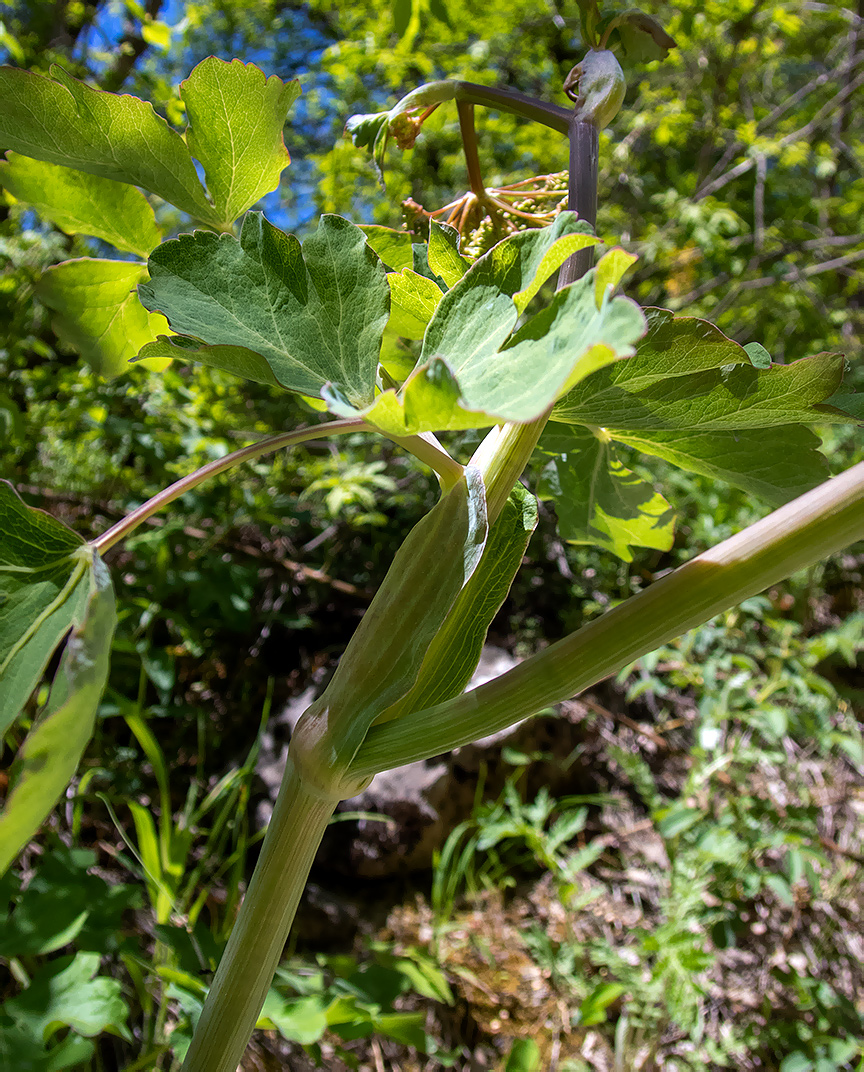 Image of Laser trilobum specimen.
