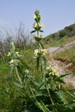 genus Phlomoides. Верхушки цветущего растения. Киргизия, г. Ош, Алайский хр., гора Сулейман-Тоо, выс. ≈ 1600 м н.у.м., задернованный склон с обнажениями глыбами серого кристаллического известняка. 1 мая 2025 г.