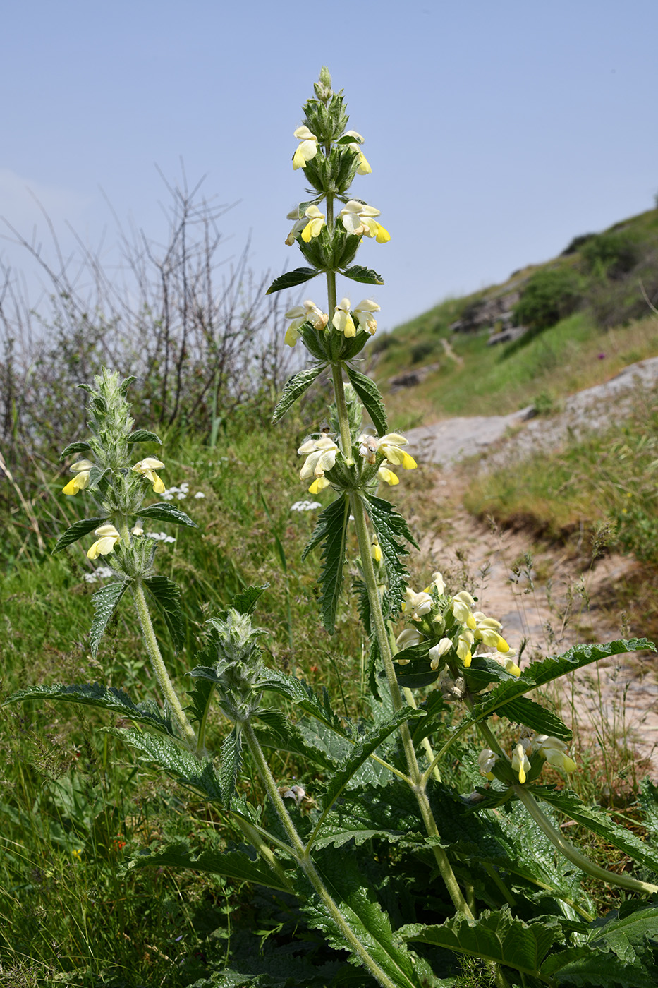 Image of Phlomoides labiosa specimen.